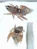 Evarcha sp.
